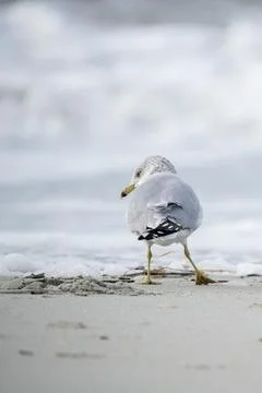Beach seagull Stock Photos