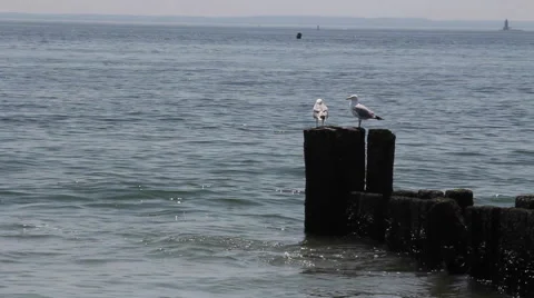Beach Seagull On Pier Stock Footage 64637317