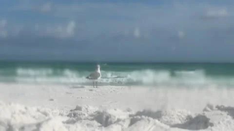 Beach with seagull, shifting focus Video stock 313494339