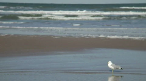 Beach Seagull Surf SOFT Video stock 653322
