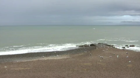 Beach, seagulls and waves Video stock 544733