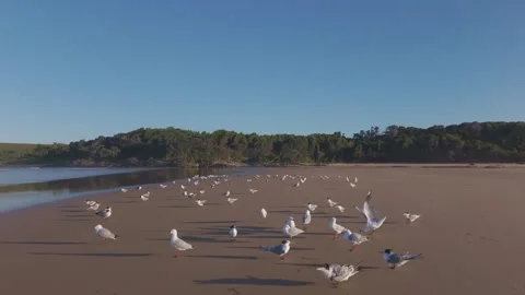 Beach with Seagulls by the Ocean Vídeos de archivo 327042089