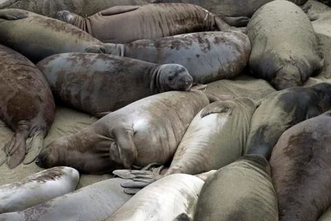 Beach of seals Stock Photos