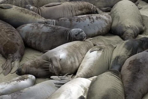 Beach of Seals Stock Photos