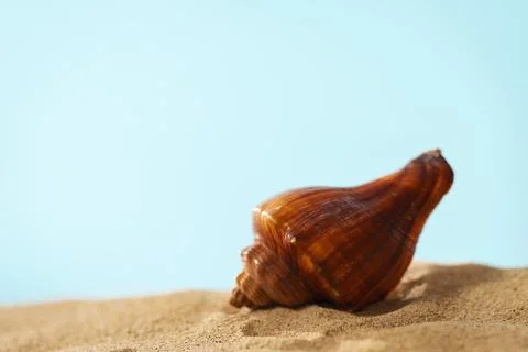 Beach Seashell Creative Summer Background 写真素材