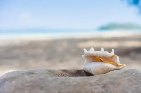 A beach with seashell of lambis truncata on fallen tree. tropical postcard Foto stock