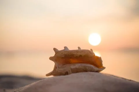 A beach with seashell of lambis truncata on sunset. tropical postcard Foto stock