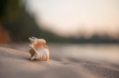 A beach with seashell of lambis truncata on sunset. tropical postcard Stock Photos