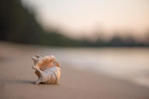 A beach with seashell of lambis truncata on sunset. tropical postcard Stock Photos