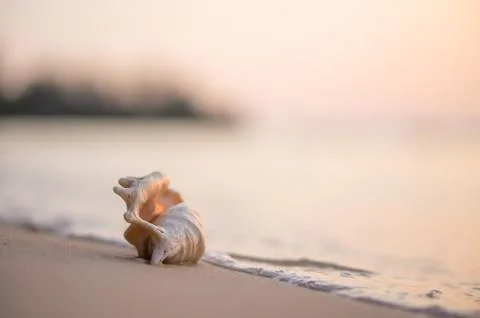 A beach with seashell of lambis truncata on sunset. tropical postcard Stock Photos
