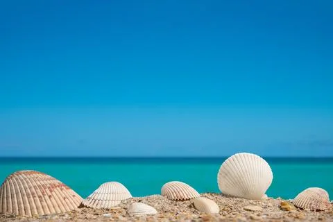 Beach. A seashell or sea shell. Beach sand with seashells Stock Photos