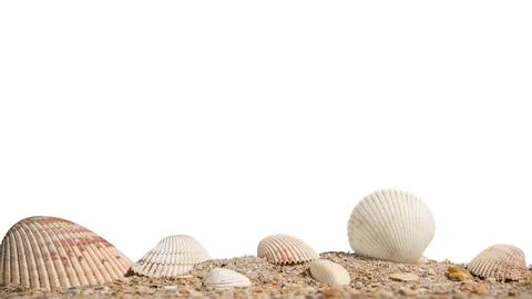 Beach. A seashell or sea shell. Beach sand with seashells Stock Photos