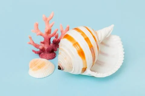Beach seashells on colored background. Mock up with copy space Stock Photos