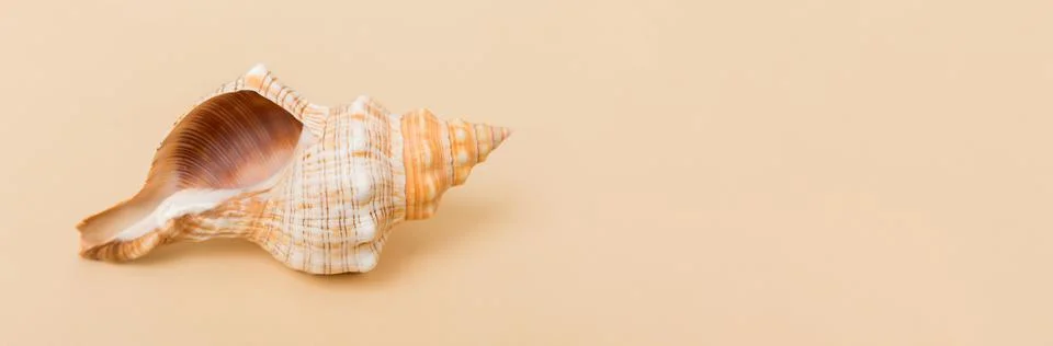 Beach seashells on colored background. Mock up with copy space Stock Photos