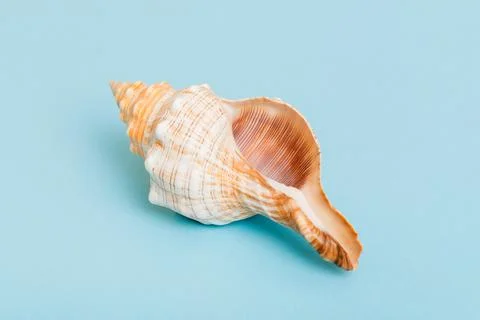 Beach seashells on colored background. Mock up with copy space Stock Photos