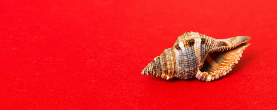 Beach seashells on colored background. Mock up with copy space Stock Photos