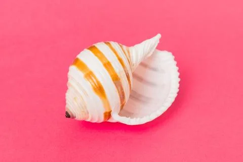 Beach seashells on colored background. Mock up with copy space Photos