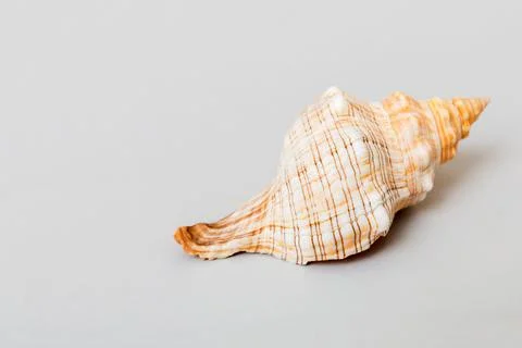 Beach seashells on colored background. Mock up with copy space Stock Photos
