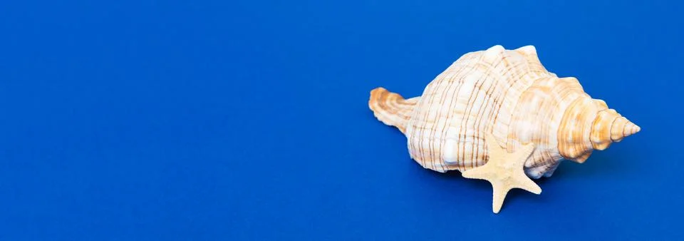 Beach seashells on colored background. Mock up with copy space Fotos Stock