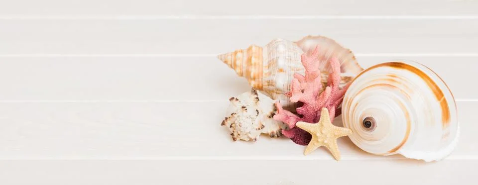 Beach seashells on colored background. Mock up with copy space Fotos Stock