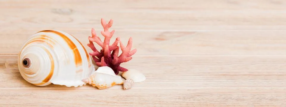 Beach seashells on colored background. Mock up with copy space Stock Photos