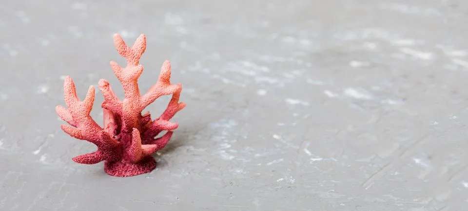 Beach seashells on colored background. Mock up with copy space Stock Photos