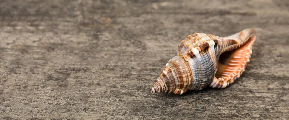 Beach seashells on colored background. Mock up with copy space Stock Photos