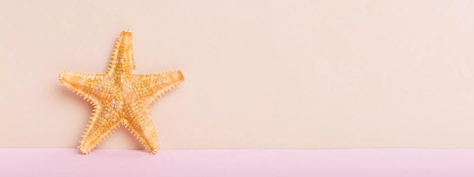 Beach seashells on colored background. Mock up with copy space Stock Photos
