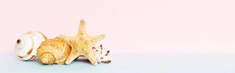 Beach seashells on colored background. Mock up with copy space Stock Photos