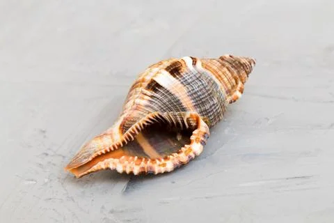 Beach seashells on colored background. Mock up with copy space Stock Photos