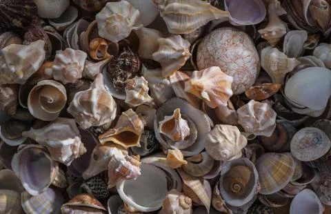 Beach Seashells Natural Texture Background Stock Photos