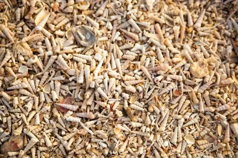 Beach of seashells Stock Photos