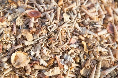 Beach of seashells Stock Photos