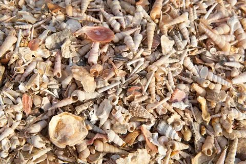 Beach of seashells Stock Photos