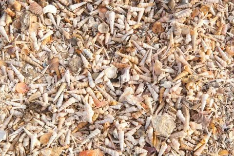 Beach of seashells Stock Photos