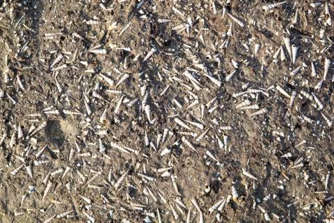 Beach of seashells Stock Photos