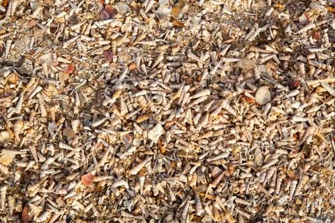 Beach of seashells Stock Photos