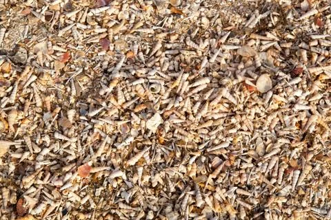 Beach of seashells Stock Photos