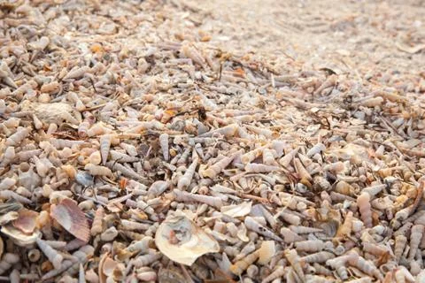 Beach of seashells Stock Photos