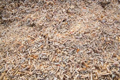 Beach of seashells Stock Photos