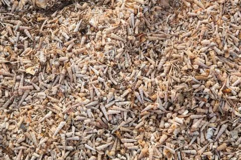 Beach of seashells Stock Photos