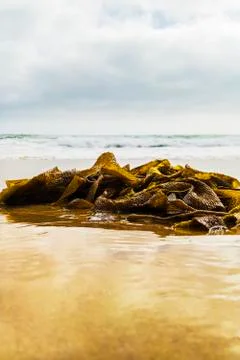 Beach Seaweed background Fotos de archivo