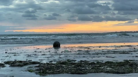 Beach with seaweed at dawn and small friars and seagulls Stock Footage 224695697