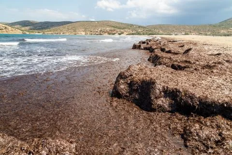Beach section with brown algae off the Prasonisi peninsula on Rhodes island, Stock Photos