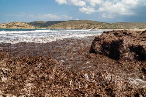 Beach section with brown algae off the Prasonisi peninsula on Rhodes island, Stock Photos