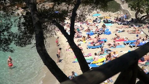 Beach seen behind trees Stock Footage 128348579