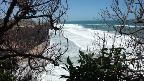 Beach seen Through Trees (Slow Motion) Stock Footage 181567451