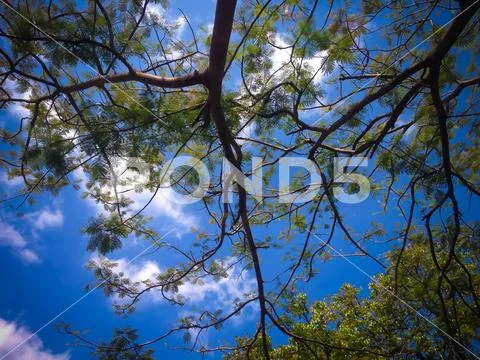 Beach Shade Tree Branches And Leaves In The Dry Season In A Sunny Morning Stock Photos