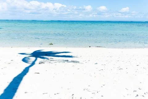 Beach shadows palm tree on sand with sea Stock Photos