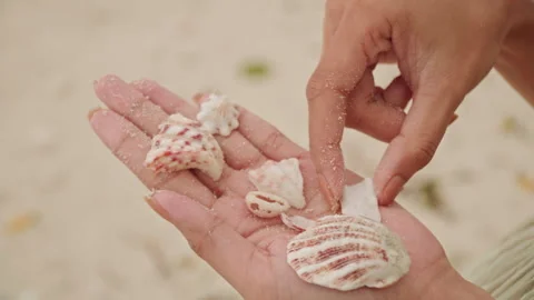 Beach shell arranging. Closeup of woman sorting beach shells delicately. Sunlit Stock Footage 341664814